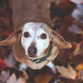 Trauer um dein Haustier: Die 5 Phasen – und was das für dich bedeutet